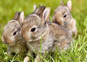 Te Projejo, ley animales