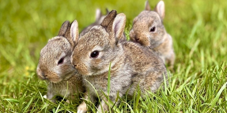 Te Projejo, ley animales