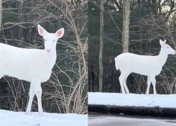 ciervo albino