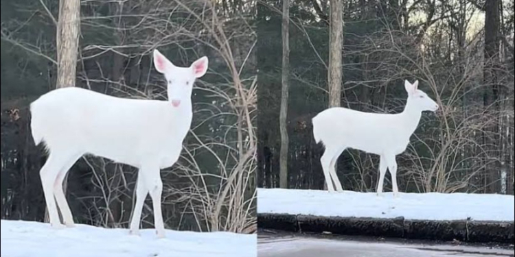 ciervo albino
