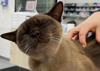 Gato sobrevivió a lavadora