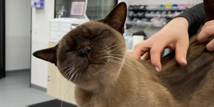 Gato sobrevivió a lavadora