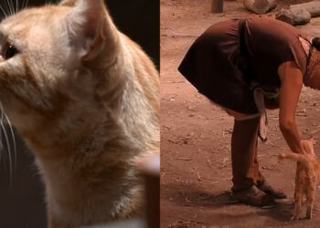 Conoce a Russo, el gato de Mundos Opuestos