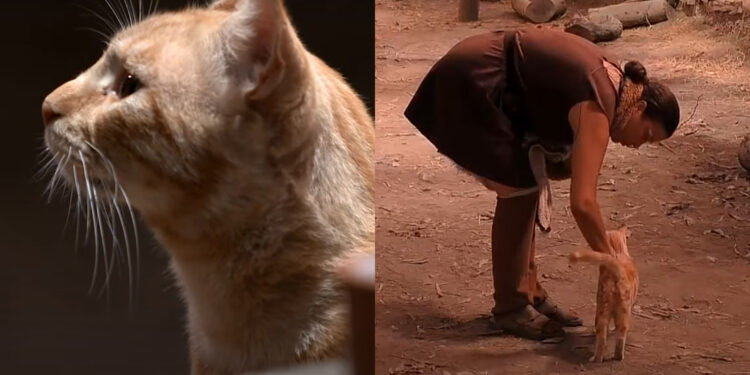 Conoce a Russo, el gato de Mundos Opuestos