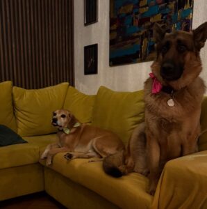 Las mascotas de Gino Costa