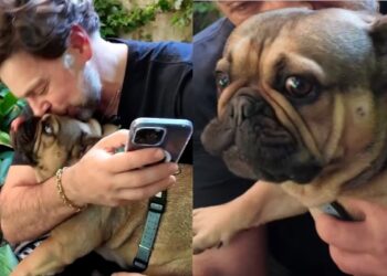 La decisión legal de Neme contra Clínica Veterinaria