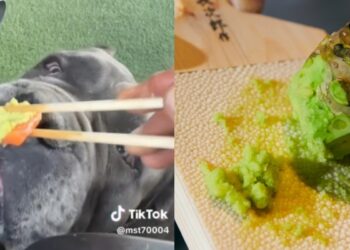 Veterinario habla del verdadero riesgo que corrió el perro de Josefa Sáez al comer wasabi