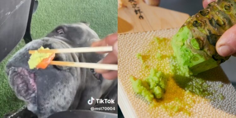 Veterinario habla del verdadero riesgo que corrió el perro de Josefa Sáez al comer wasabi